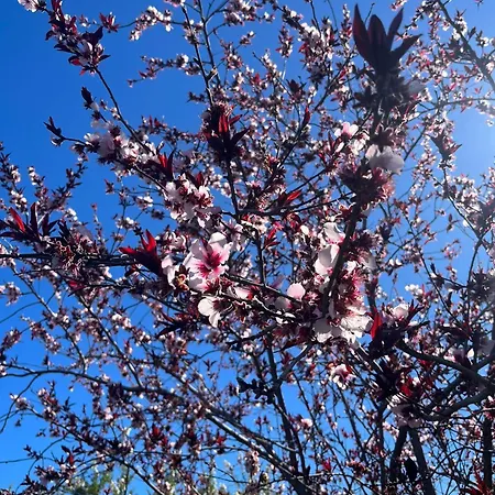 Daire Zulia Suites, Masca, Teide, Gigantes, Excursions, Ac, Wifi-2 *