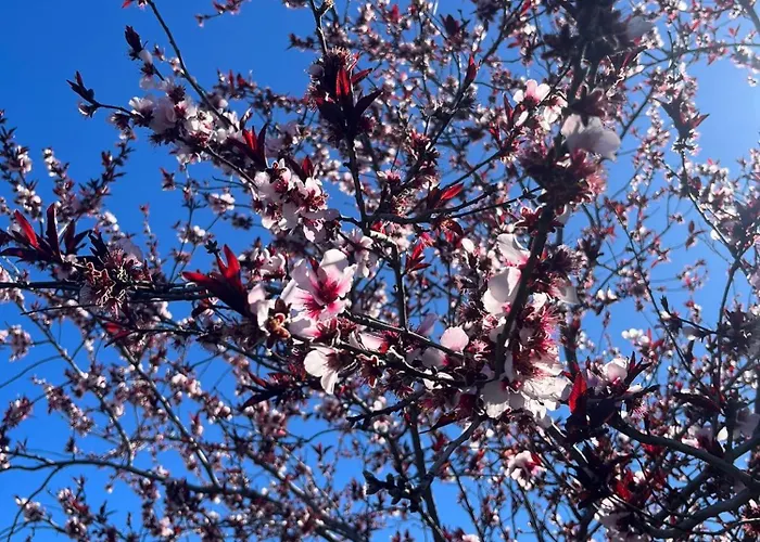 Apartament Zulia Suites, Masca, Teide, Gigantes, Excursions, Ac, Wifi-2 *